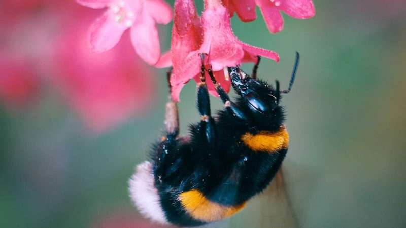 Bumblebee larval growth impaired by insecticide