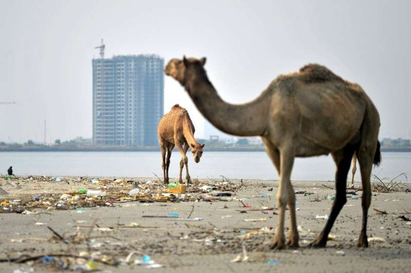 Bundle Island, home to a few camels, is at risk of becoming an enormous real-estate project