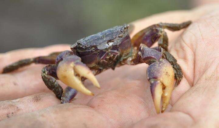 Burrowing crabs reshaping salt marshes, with climate change to blame