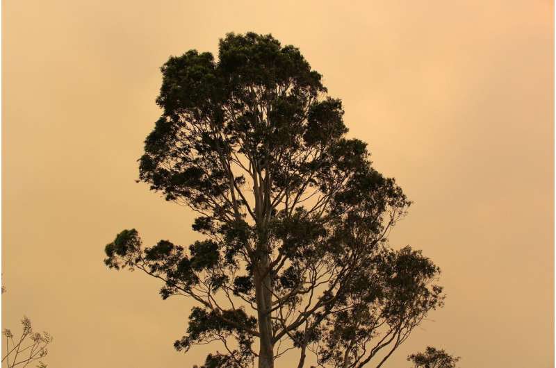 bushfire