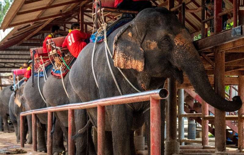 Business is also slow at the Chang Siam Elephant Park in Pattaya, a few hours south of Bangkok
