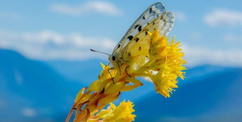 Butterflies are ‘sentinels’ of climate change in mountain ecosystems, say researchers