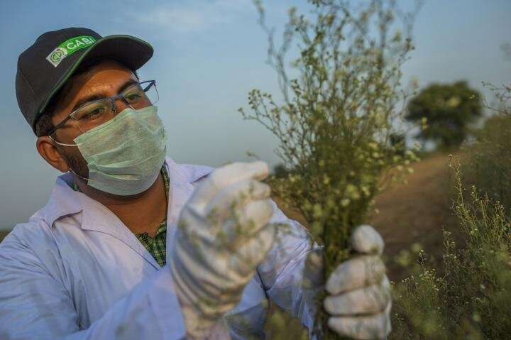 CABI scientists help discover new biological control for noxious parthenium weed in Pakistan