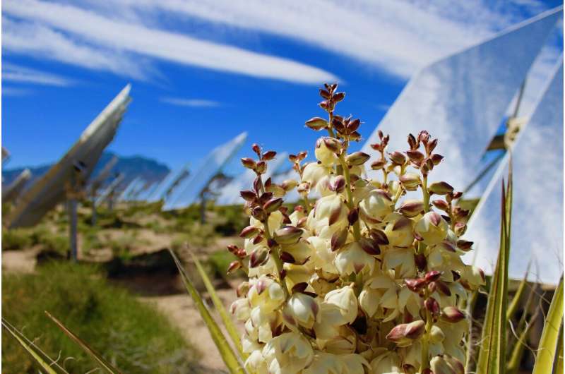 Cacti and other iconic desert plants threatened by solar development