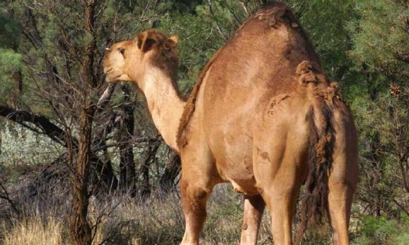 Camels were first introduced to Australia in the 1840s to aid in the exploration of the continent's vast interior