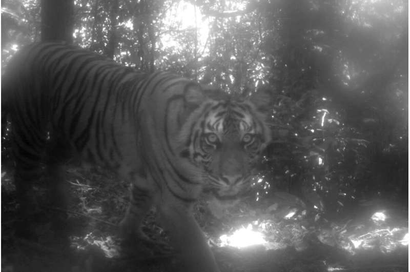 Camera trap study captures Sumatran tigers, clouded leopards, other rare beasts