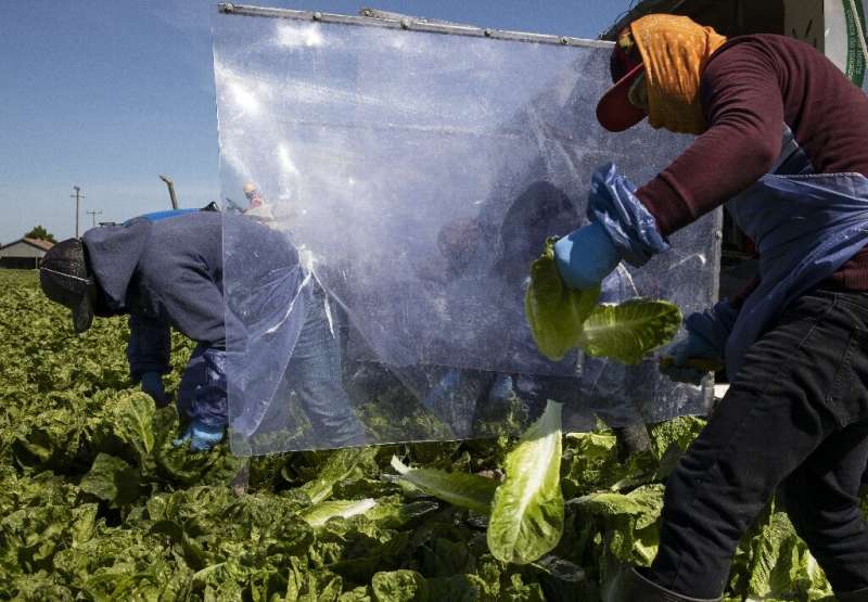 Canada has effectively banned the import of romaine lettuce from parts of Since 2016, romaine lettuce from California has been l