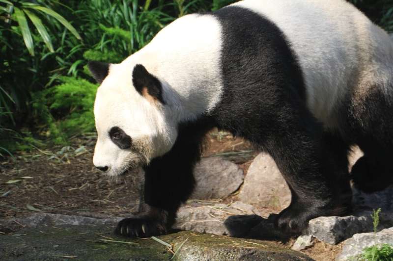 Canada pandas running on empty as bamboo dries up