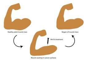 Cancer cachexia: Extracellular ligand helps to prevent muscle loss