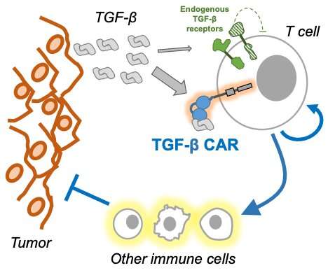 Cancer immunotherapy target helps fight solid tumors