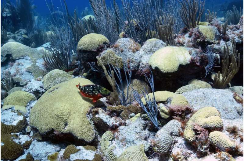 Can pumping up cold water from deep within the ocean halt coral bleaching?