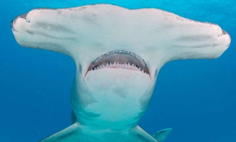 Can't touch this! Video shows blacktip sharks use shallow water to flee huge predators