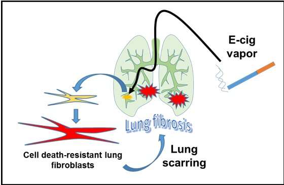Can vaping scar your lungs? New insights and a possible remedy