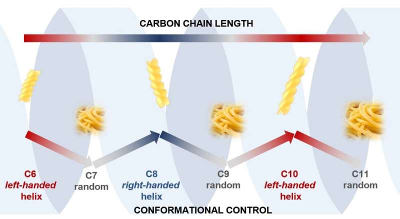 Carbon chains adopt fusilli or spaghetti shapes if they have odd or even numbers