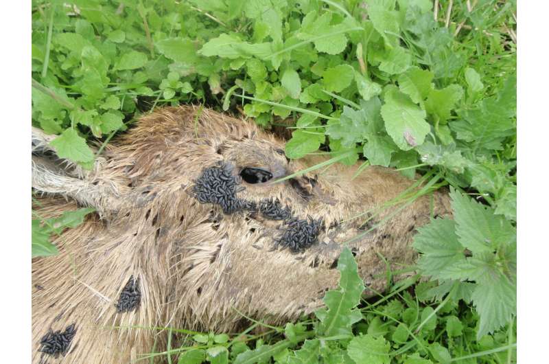 Carcasses important for plants and insects in the Oostvaardersplassen nature reserve
