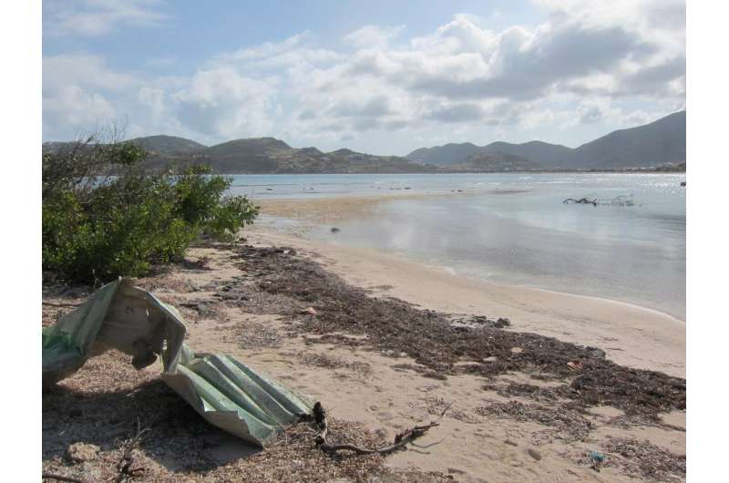 Caribbean islands face loss of protection and biodiversity as seagrass loses terrain