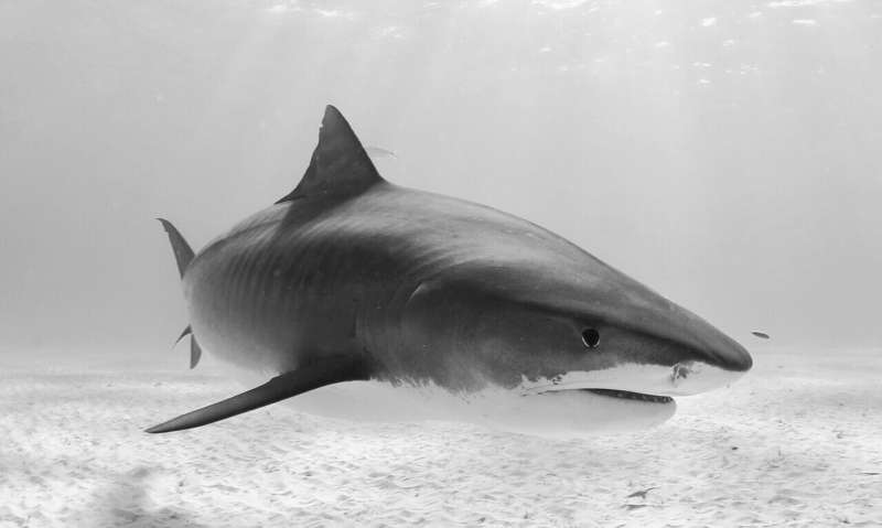 Caribbean sharks in need of large marine protected areas