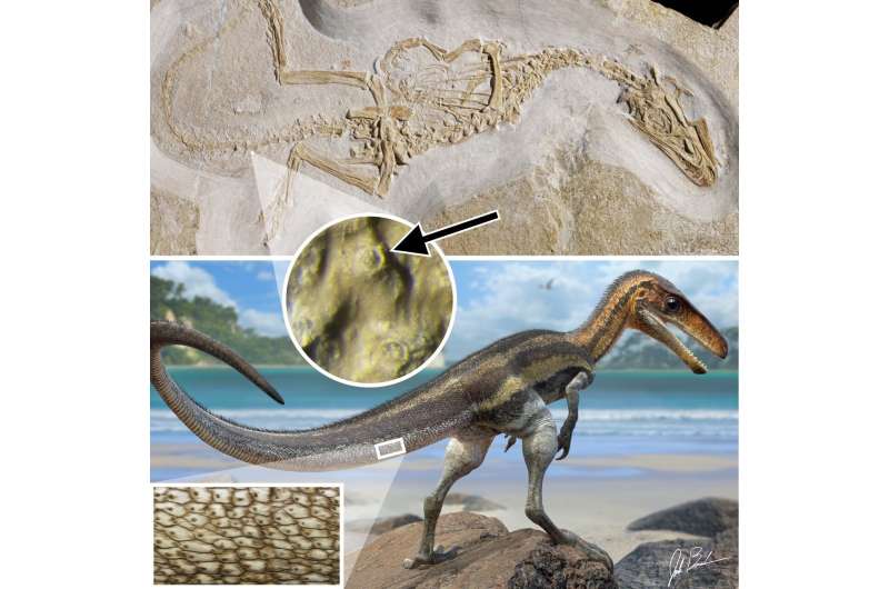 Carnivorous dinosaur had crocodile-like senses