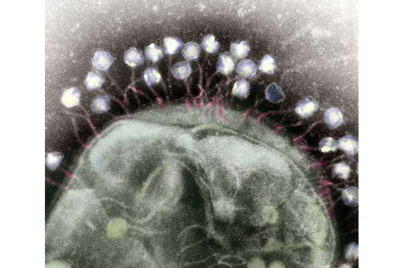 Cataloging nature's hidden arsenal: Viruses that infect bacteria