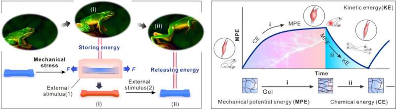 Catapult-like hydrogel actuator designed to deliver high contraction power