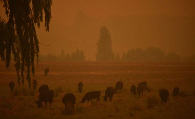 Cattle graze as the sky turns orange from bushfires in southern New South Wales