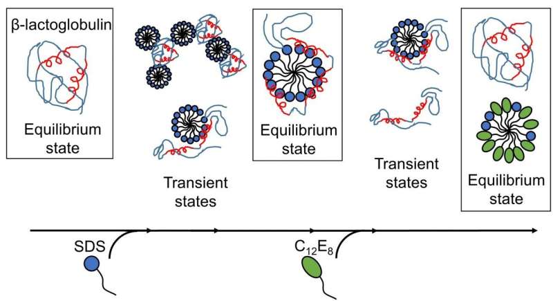 Caught soap-handed: Understanding how soap molecules help proteins get in and out of shape
