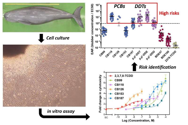 Cell death in porpoises caused by environmental pollutants