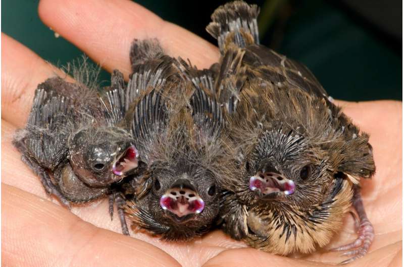 Cheating birds mimic host nestlings to deceive foster parents