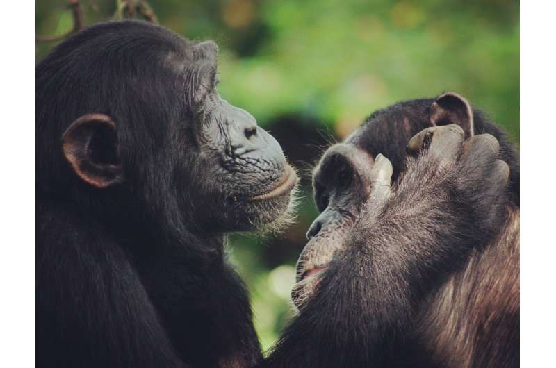 Chimpanzees help trace the evolution of human speech back to ancient ancestors