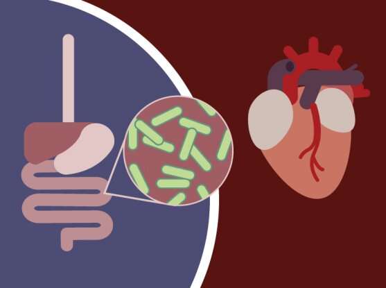 Cholesterol-busting gut bacteria may affect people’s cardiac health