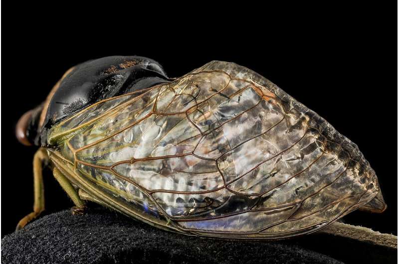 Cicada-inspired waterproof surfaces closer to reality, researchers report