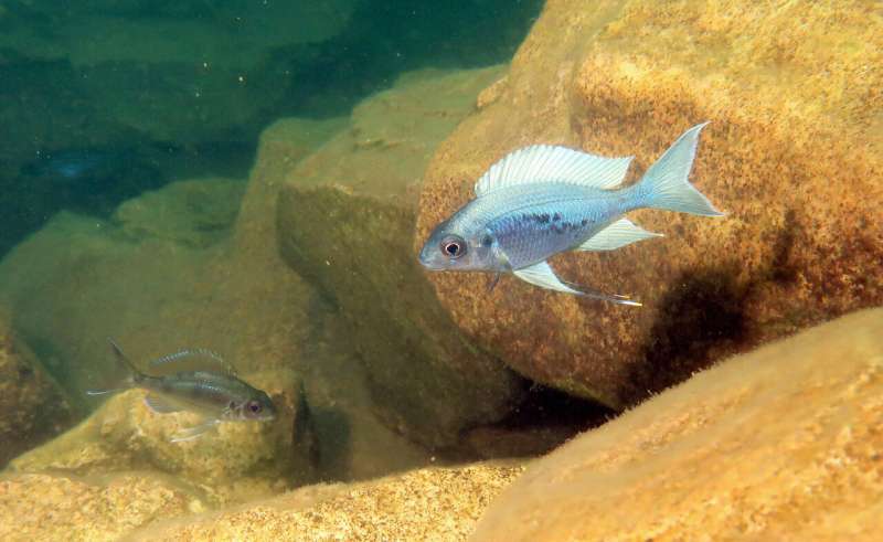 Cichlid fishes from African Lake Tanganyika shed light on how organismal diversity arises