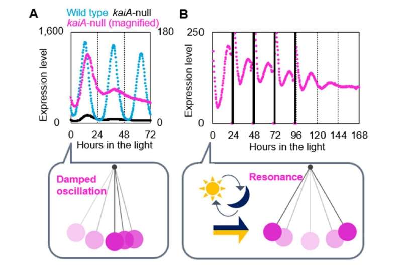 Circadian oscillation of a cyanobacterium doesn't need all three Kai proteins to keep going