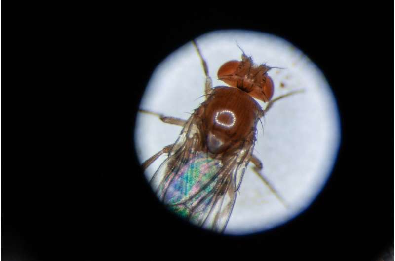 Circular RNA makes fruit flies live longer