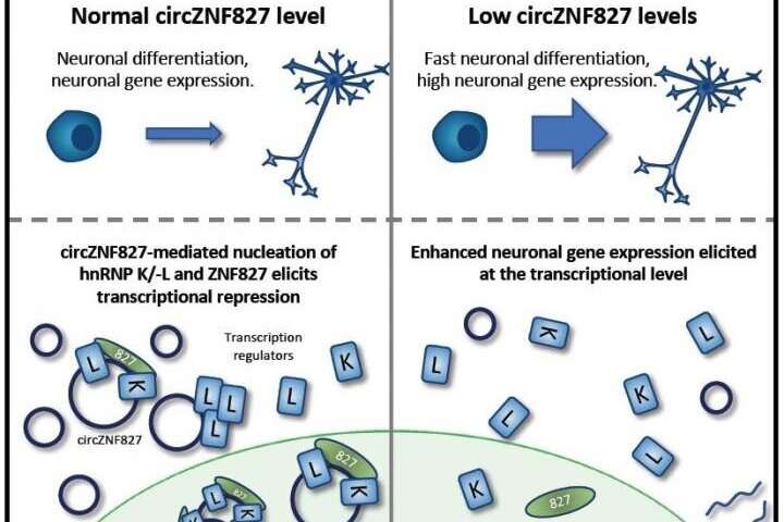 Circular RNA regulates neuronal differentiation by scaffolding an inhibitory transcription complex