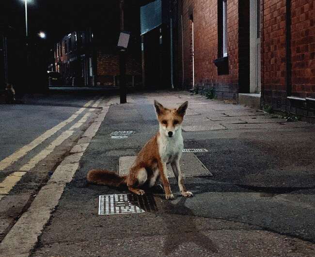 City foxes are becoming more similar to domesticated dogs as they adapt to their environment