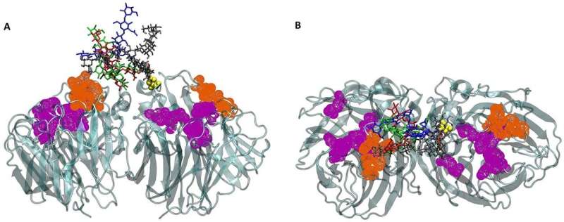 Clearing the course for glycans in development of flu drugs