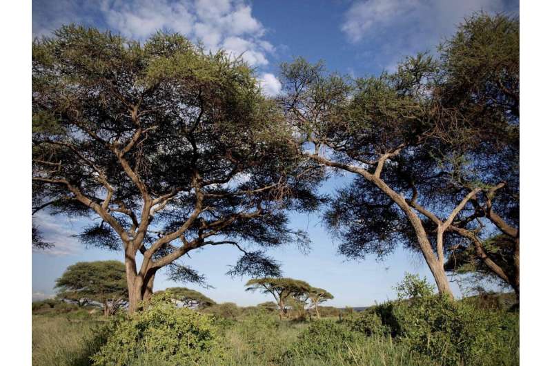 Climate shifts prompt shrubs and trees to take root in open areas