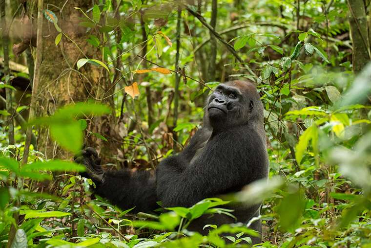 Close encounters in the forest: western lowland gorillas