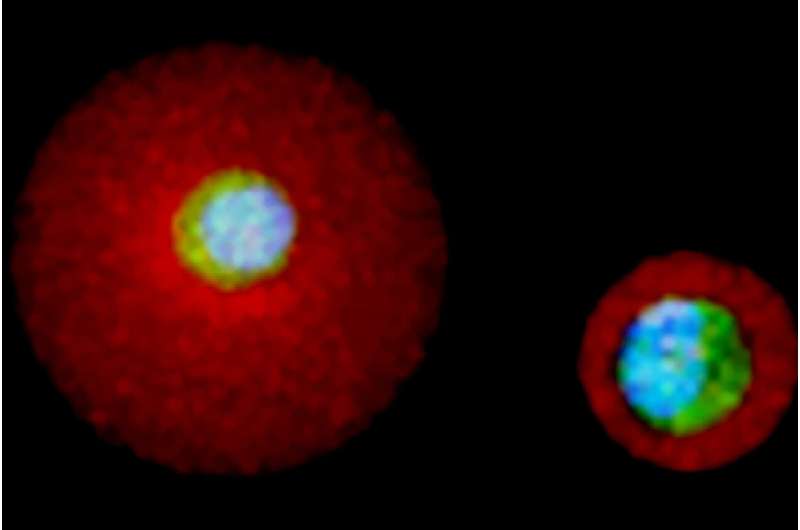 Coaxing single stem cells into specialized cells