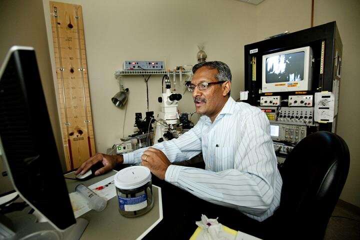 College of Medicine researcher makes novel discoveries in preventing epileptic seizures
