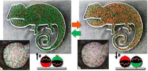 Colorful, magnetic Janus balls could help foil counterfeiters