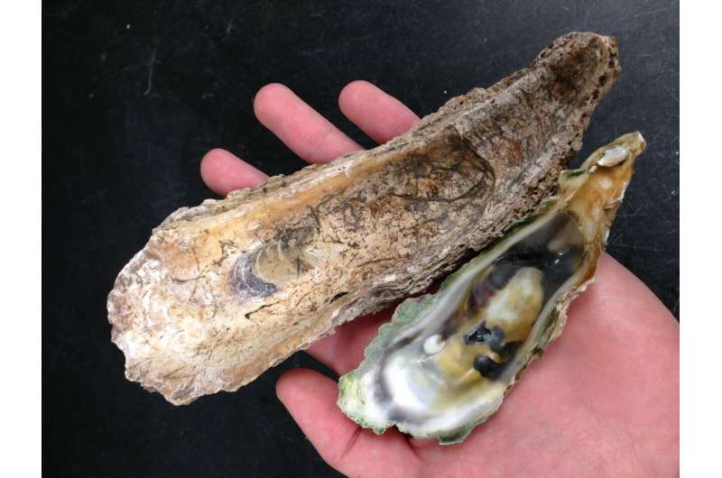 Colossal oysters have disappeared from Florida's 'most pristine' coastlines