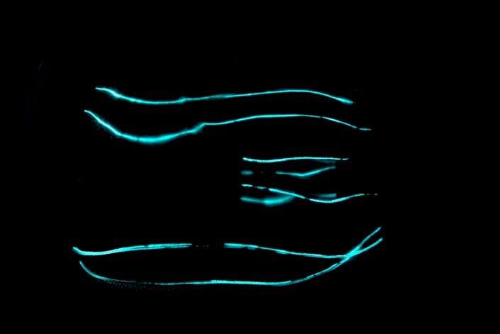 Comb jellies make their own glowing compounds instead of getting them from food