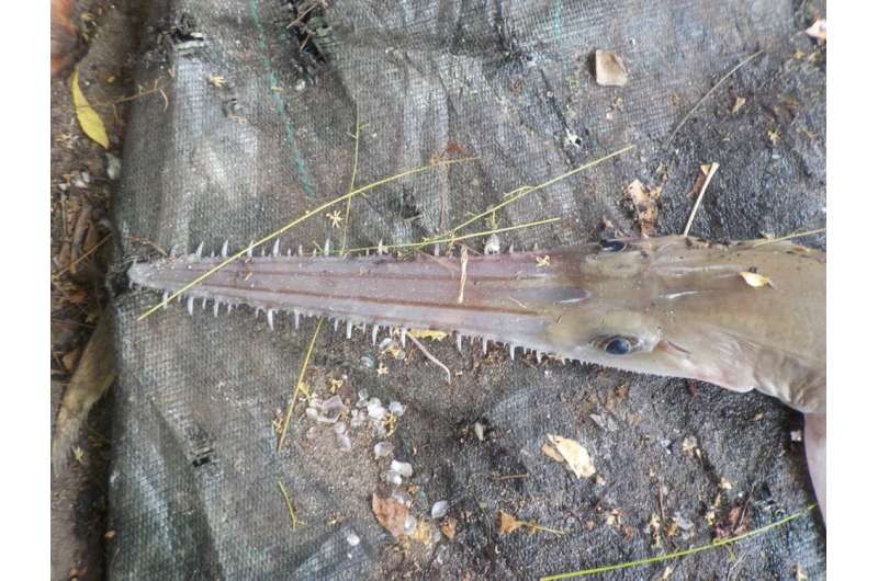 Comment: We’ve just discovered two new shark species