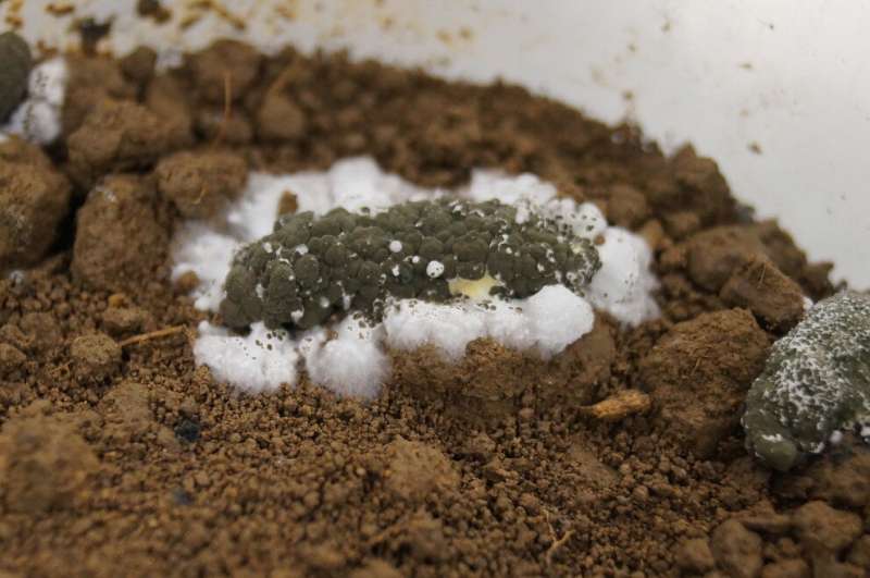 Common soil fungus could be ally in organic corn growers' fight against pests