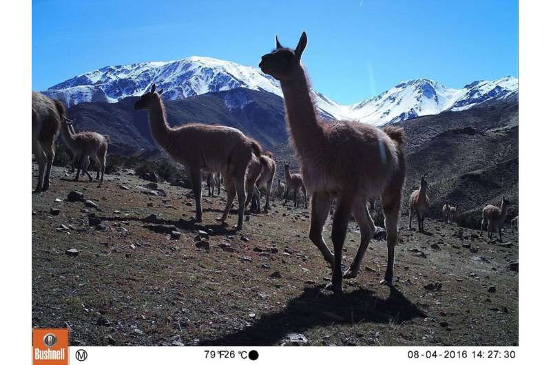 Conflict between ranchers and wildlife intensifies as climate change worsens in Chile