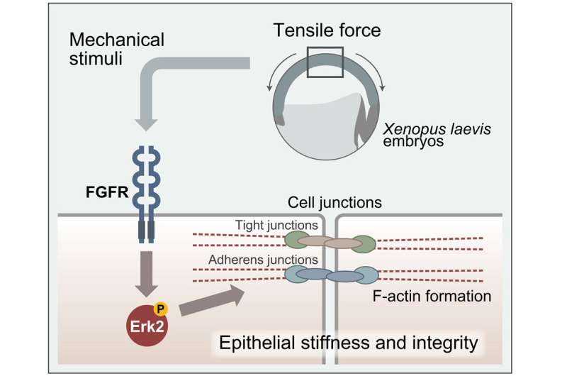 Control mechanism of force-induced cell-to-cell adhesion