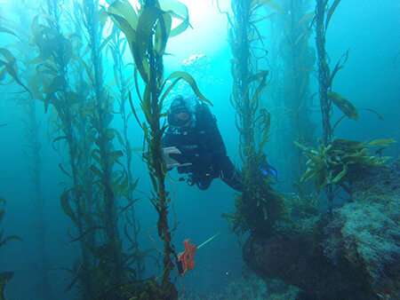 Cooperative research effort documents northward migration of kelp forests