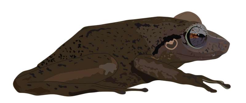 Coqu&amp;#237; fossil from Puerto Rico takes title of oldest Caribbean frog